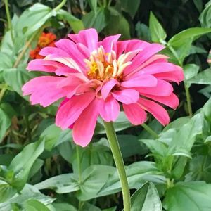 Meet your Posher, Lizzy